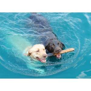  Mans Best Friend Synchronized Swimming   Easy Stick Vinyl 