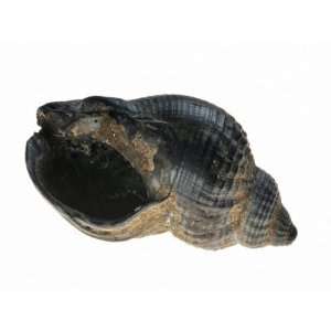  Common Whelk from the North Sea, Shell Showing Aperture 