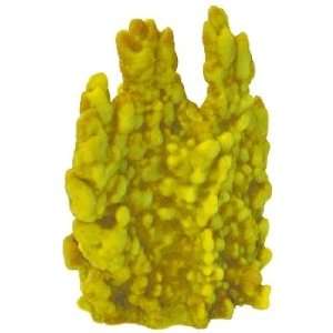  Fire Coral   Yellow