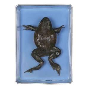 Preserved Bullfrog, 6 to 7 inches long  Industrial 