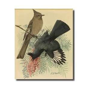  Pair Of Black Flycatchers Also Known As Phainopepla Giclee 