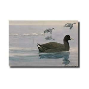  Fulica Americana Swimming Giclee Print