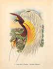 PAIR Vintage Tropical Birds Hawaiiana SIGNED Lithos  