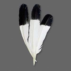   with Black Tip Imitation Eagle Feathers 10  14 inches Long  