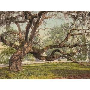   Poster   A live oak in Magnolia Cemetery Charleston S.C. 24 X 18.5