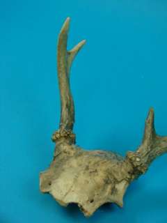 Whitetail Deer Antler Rack Young Buck Trophy Taxidermy  