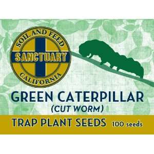  Green Caterpillar (Cut Worm) Trap Plant Seeds   100 Seeds 
