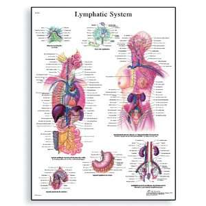 3B Scientific VR3392UU Glossy Paper El Sistema Linfatico Anatomical 
