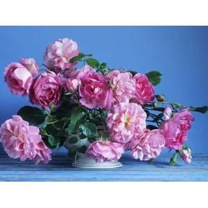  Grussan Achen Felicia and Centenaire de Lourdes Roses 