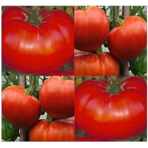  1 oz DELICIOUS HEIRLOOM Tomato seeds (10,000+)   Meaty 16 