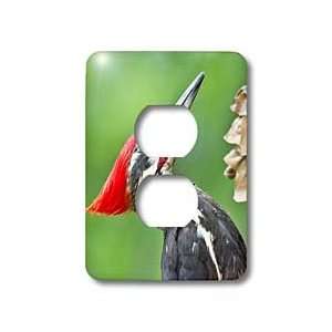   Park Wildlife   Juvenile Pileated Woodpecker   Light Switch Covers   2
