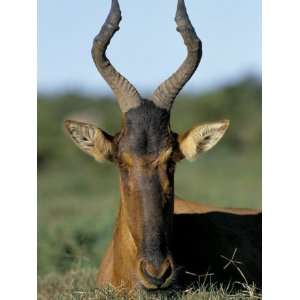  Red Hartebeest (Alcelaphus Buselaphus), Addo National Park 