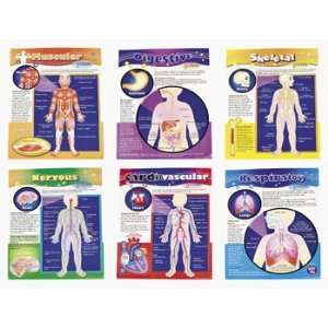  6 Pc Human Body Learning Chart Set   Teacher Resources 