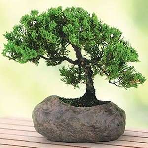  Green Mound Juniper In Rock Bonsai Tree Mothers Day Gift 