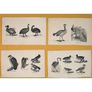  C1881 Birds Woodcock Coot Flamingo Snipe Gannet Print 