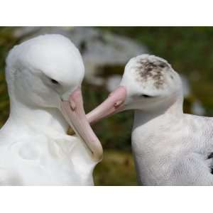  Close View of a Wandering Albatrosses Preening Each Other 