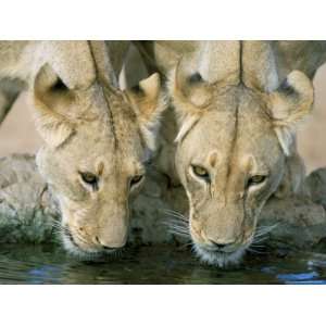  Lions (Panthera Leo) Drinking, Kgalagadi Transfrontier 