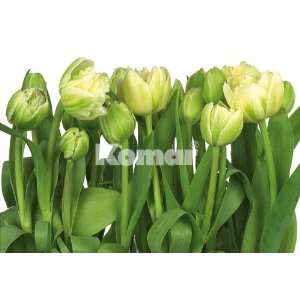   with Paste Tulips, 12 Foot 1 Inch by 8 Foot 4 Inch