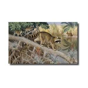 Wary Marsh Rabbit Watches A Female Raccoon And Her Offspring Giclee 