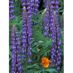  Lupine with Orange Poppy, Enumclaw, Washington, USA 