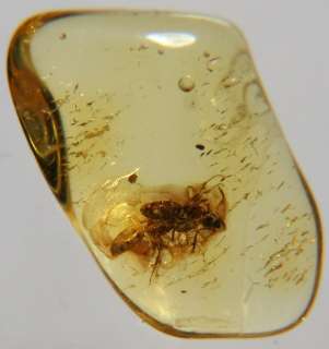 GENUINE BALTIC AMBER WITH TWO FOSSIL INSECTS  
