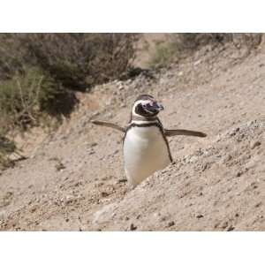 Magellanic Penguin, Valdes Peninsula, Patagonia, Argentina, South 