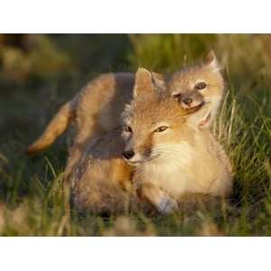 Swift Fox (Vulpes Velox) Kit Biting Its Mothers Ear, Pawnee National 