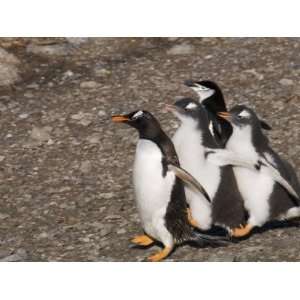 com Gentoo Penguins, Gourdin Island, Antarctic Peninsula, Antarctica 