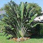 Travellers Palm Ravenala madagascariensis 25 7 11 Seed items in 