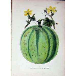  1885 Gree Fleshed Melon Fruit Colour Gardening Nature 