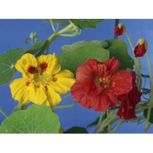  Close Up of the Flowers and Leaves of the Nasturtium 