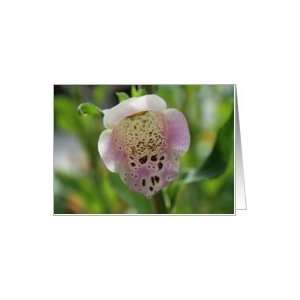 Foxglove Flower Card