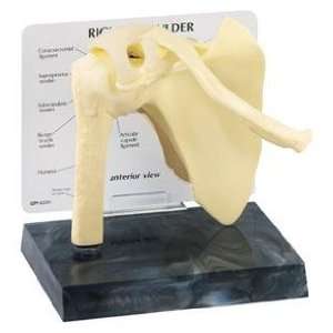 Shoulder Bone Joint Anatomical Model  Industrial 