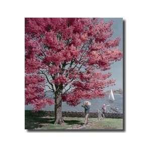 Red Maple Leaves Blaze In Autumn Colors Over Returning Sailors Giclee 