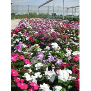  100 DWARF LITTLE MIX PERIWINKLE / VINCA Rosea Flower Seeds 