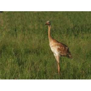  Whooping Crane Chick, Grus Americana, an Edangered Species 