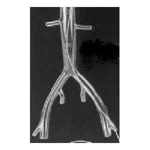 Femoral Fred Cathlab Angiography Training and Research Anatomical 