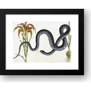  Anguis Wampum Snake, Natural History of Carolina, Florida 
