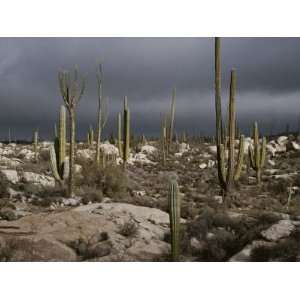 Scenic View of the Desert against an Ominous Gray Sky Photographic 