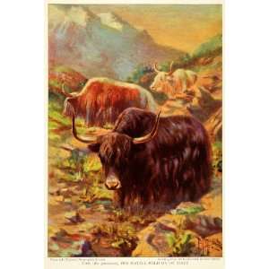  1925 Print Yak Wild Ox Tibet Bos Grunniens Mutus Bovine 