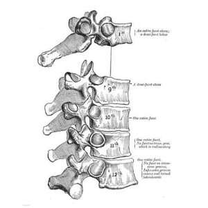   PPBPVP2768 Vertebrae Diagram  8 x 10  Poster Print