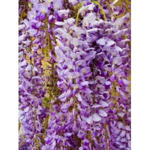  Wisteria Blooming in Spring, Sonoma Valley, California 