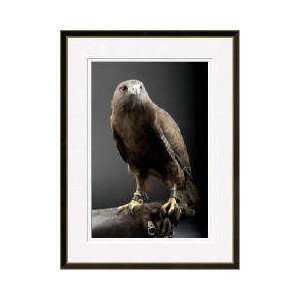  Redtailed Hawk The Denver Zoo Denver Colorado Framed 