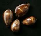 Collection Set   Philippine Cypraea shells, 30 pcs, F3/Gem, # 37572 