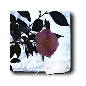   Photography Camellias   Pink Camellia   Mouse Pads Electronics