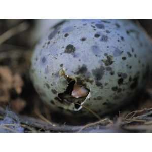  Close View of Glaucous Winged Gull Egg Hatching Premium 