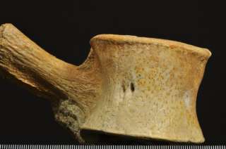 D760  CRETACEOUS MARINE REPTILE VERTEBRA Plesiosaurus  