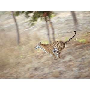  Bengal Tiger Running Through Grass, Bandhavgarh National Park India 