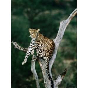  Leopard (Panthera Pardus) in Tree, Looking at Camera 