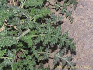 image of caiophora chuquitensis altitude 2900 3200 m 6 20 2009